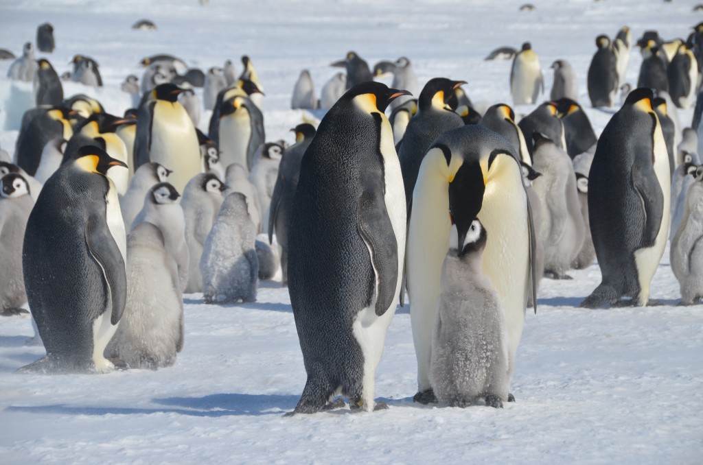 Emperor Penguins Pictures