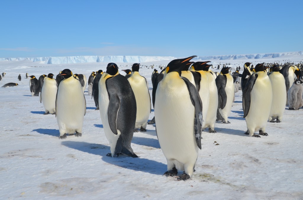 Emperor Penguins Pictures