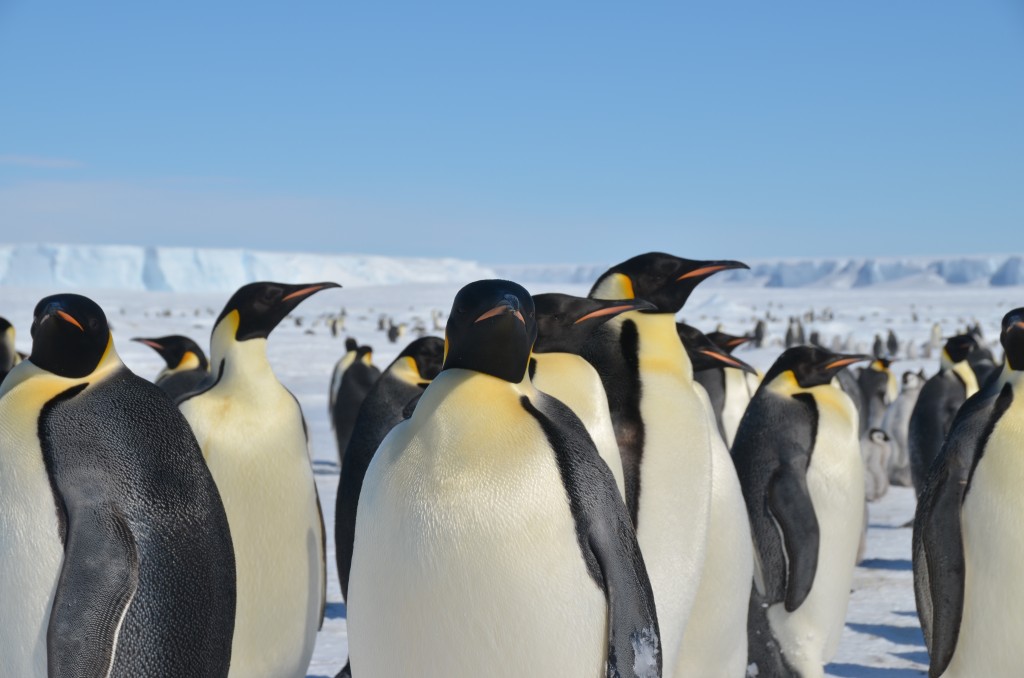 Emperor Penguins Pictures