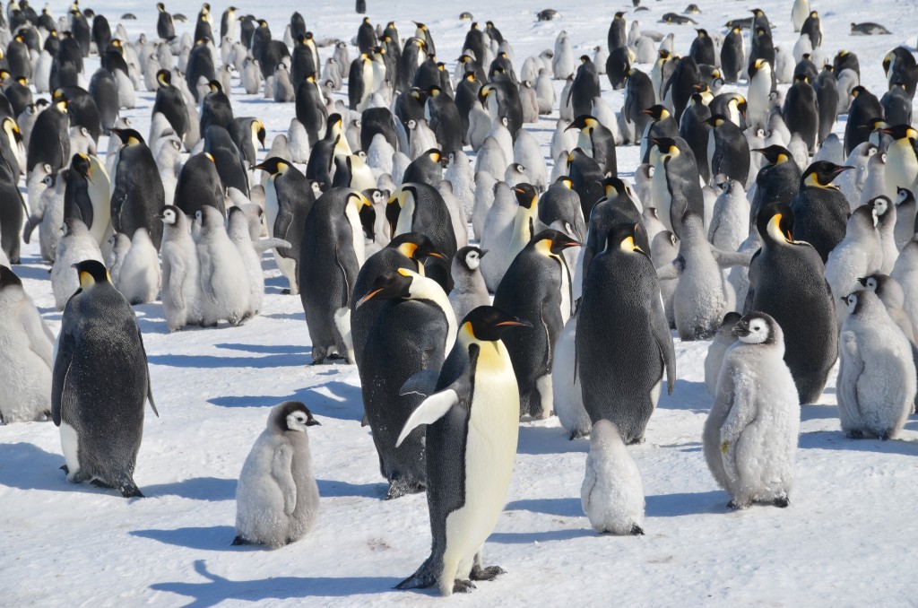 Emperor Penguins Pictures