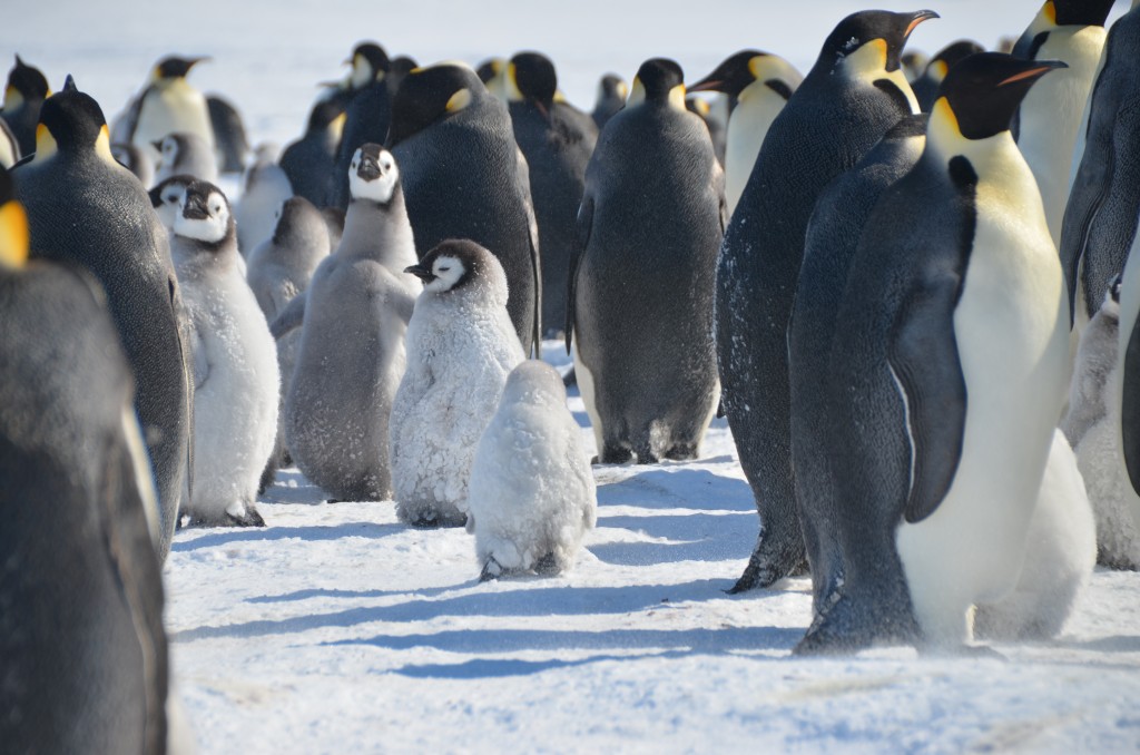 Emperor Penguins Pictures