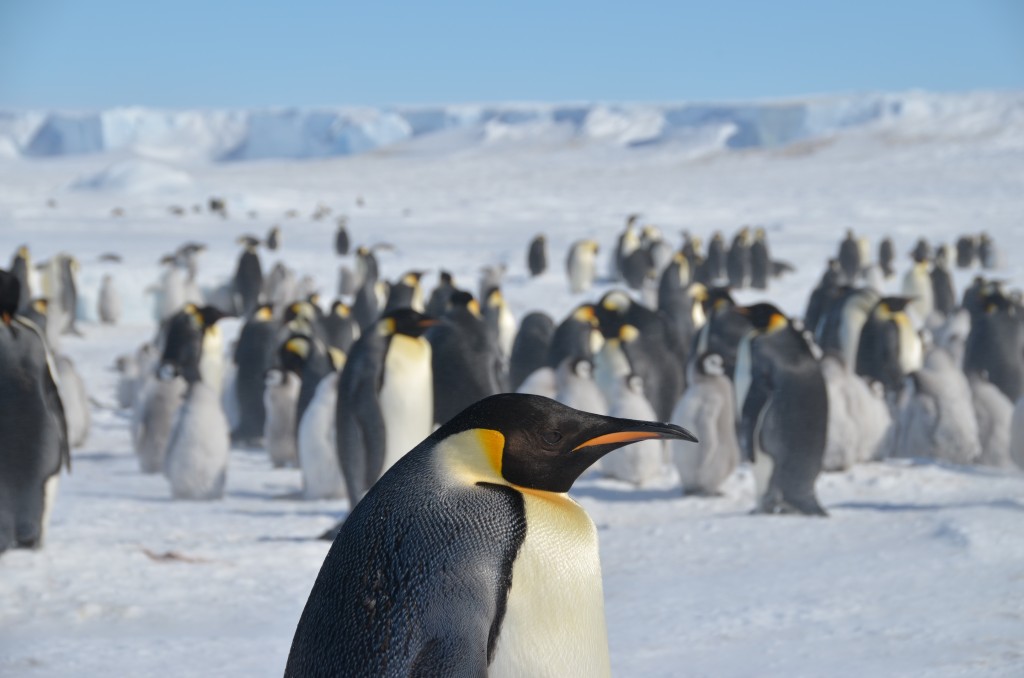 Emperor Penguins Pictures