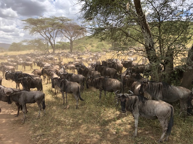 wildebeests aplenty